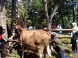 Dinas Pertanian dan Pangan Gunungkidul Periksa Kehamilan Sapi Rejosari